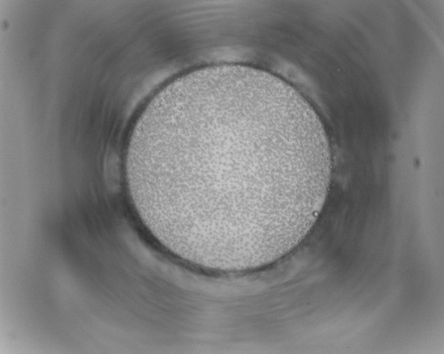 X0000074310012200609152018