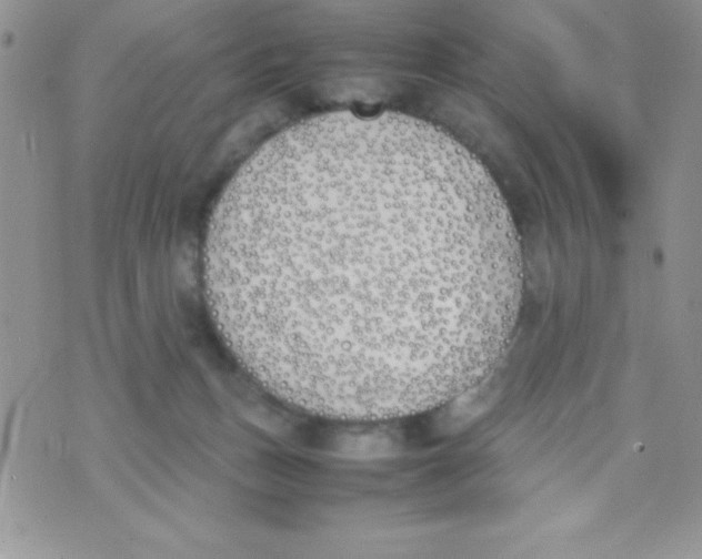 X0000074310175200609152016