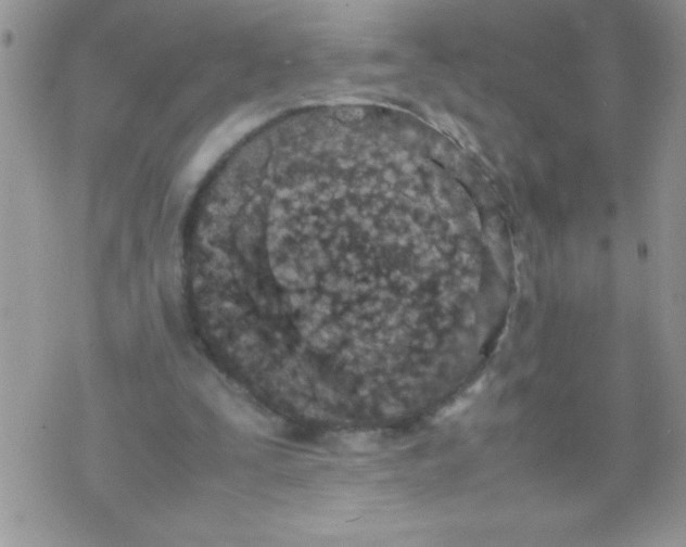 X0000074310295200609152014