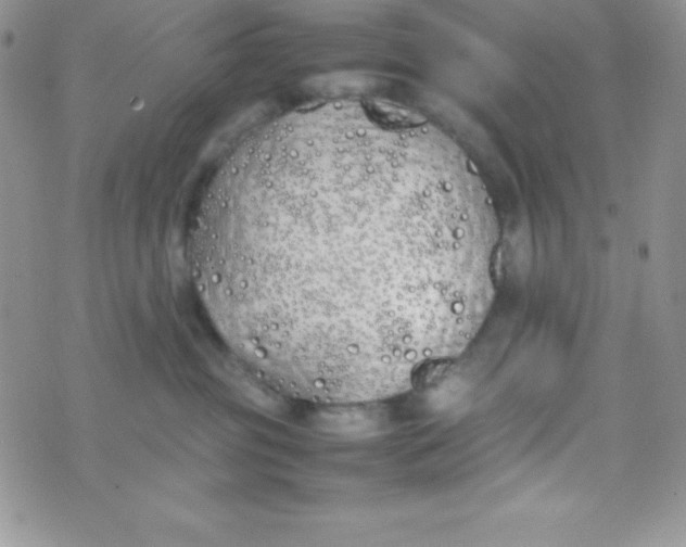 X0000074310381200609152013