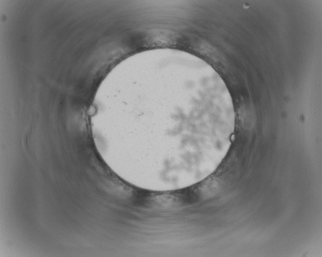 X0000074310423200609152011