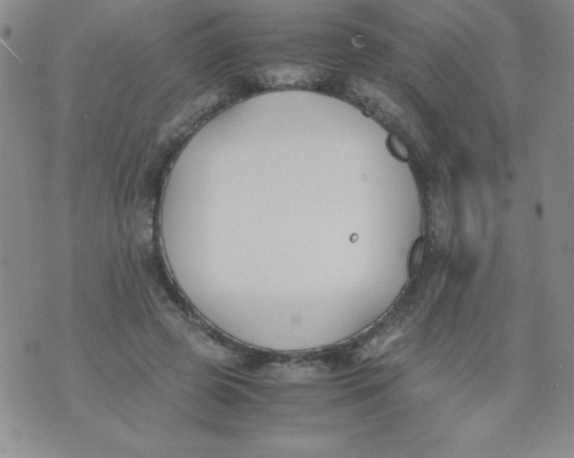 X0000074310545200609152009