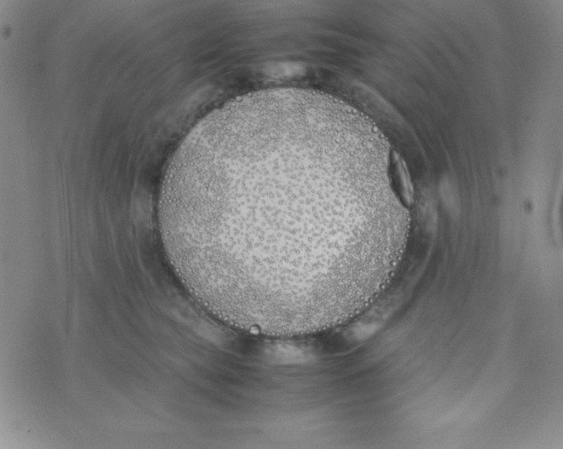 X0000074310565200609152010