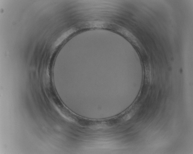 X0000074310674200609152007