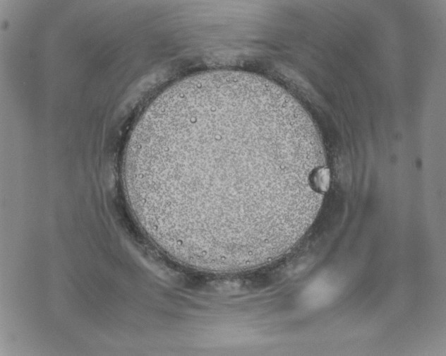 X0000074310687200609152007