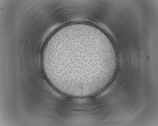 X0000074310831200609152005