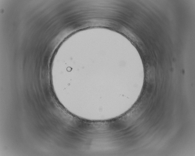 X0000074310836200609152005