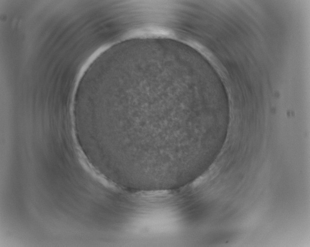 X0000074310864200609152005