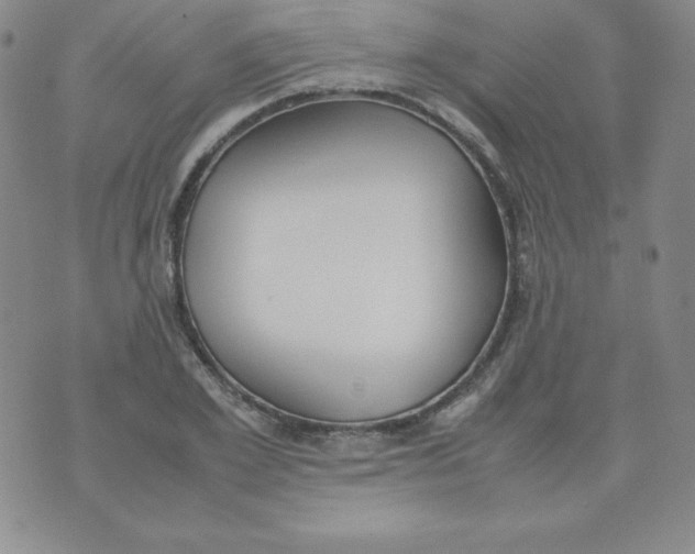 X0000074310981200609152002