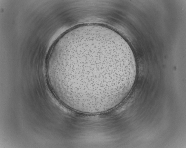 X0000074310990200609152002