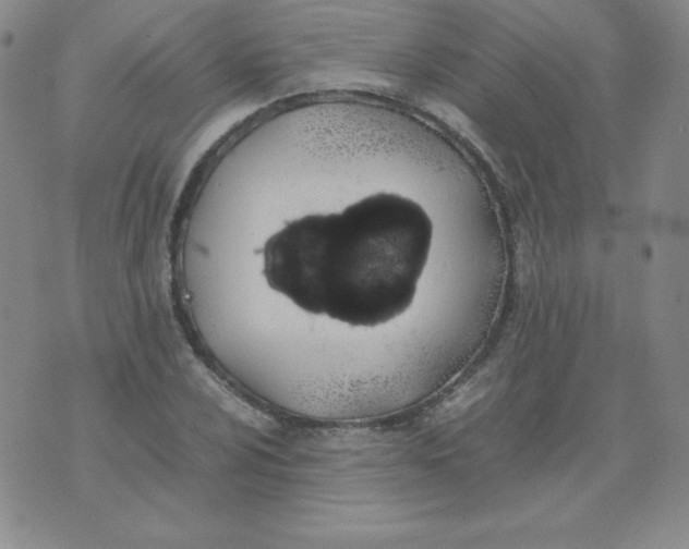 X0000074311024200609152001