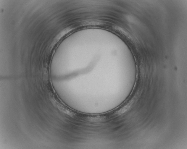 X0000074311025200609152001