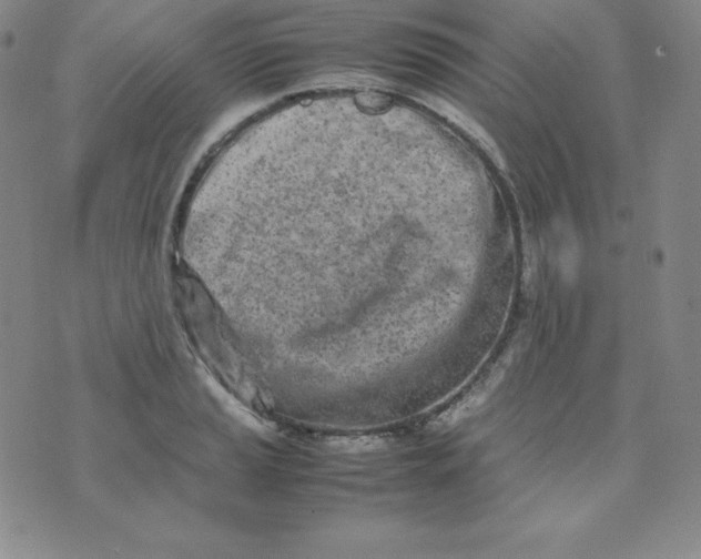 X0000074311037200609152002