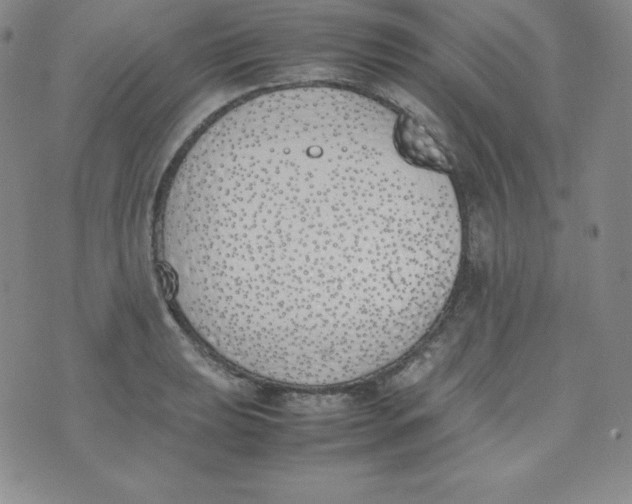 X0000074311039200609152002