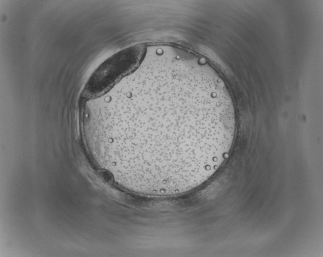 X0000074311079200609152001