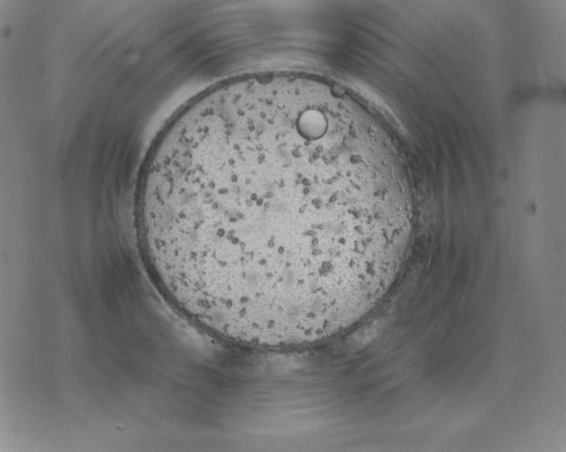 X0000074311086200609152001