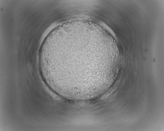 X0000074311099200609152000