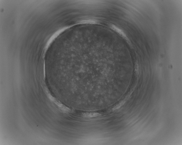 X0000074311323200609151957