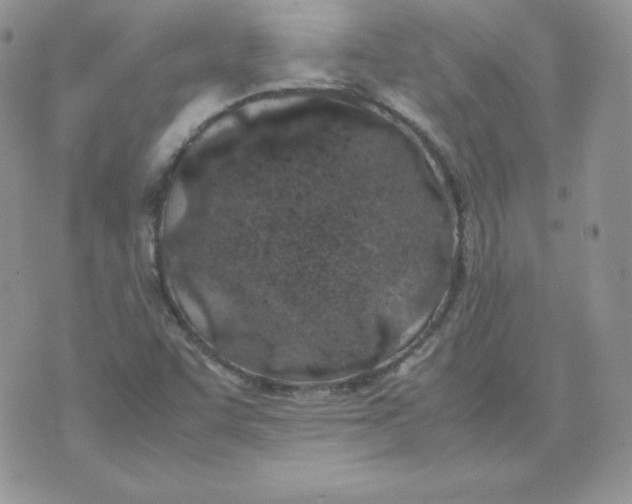 X0000074311455200609151955