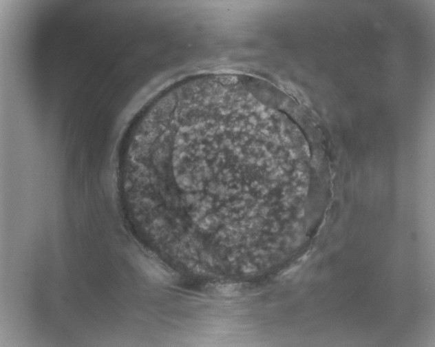 X0000074310295200609230008