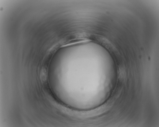 X0000074320043200609082018