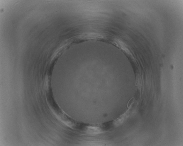 X0000074320167200609082016