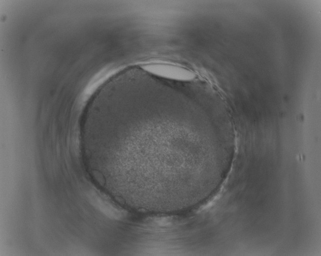 X0000074320295200609082014