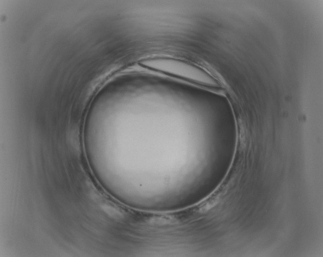 X0000074320386200609082012