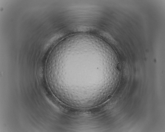 X0000074320683200609082007