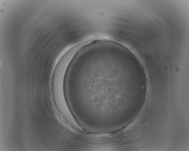 X0000074320864200609082005