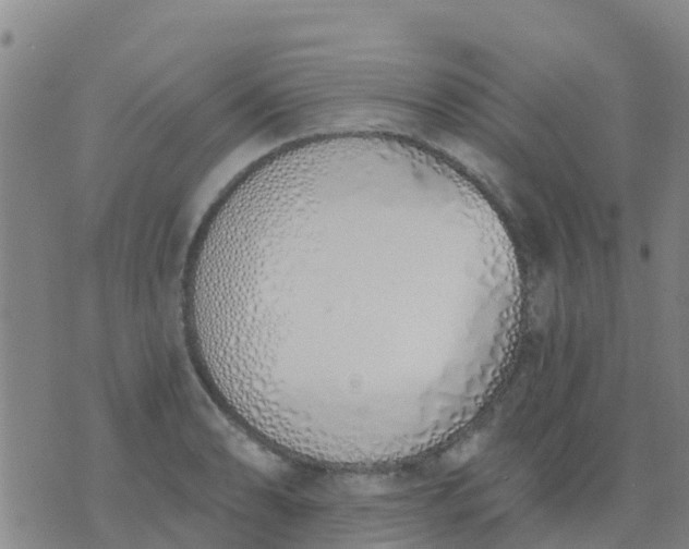 X0000074321086200609082001