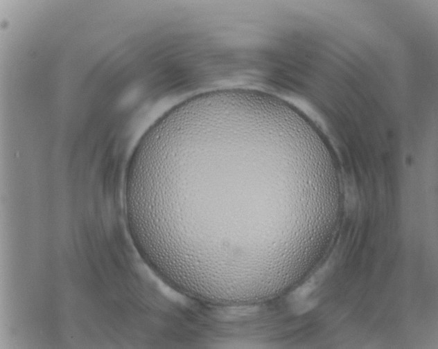 X0000074321294200609081958