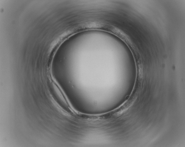 X0000074320725200609152031