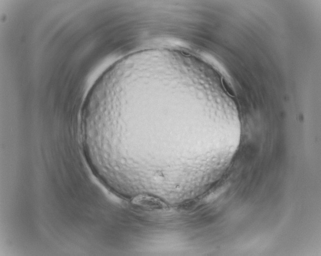 X0000074321103200609152025