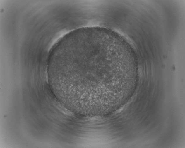 X0000074321262200609152023