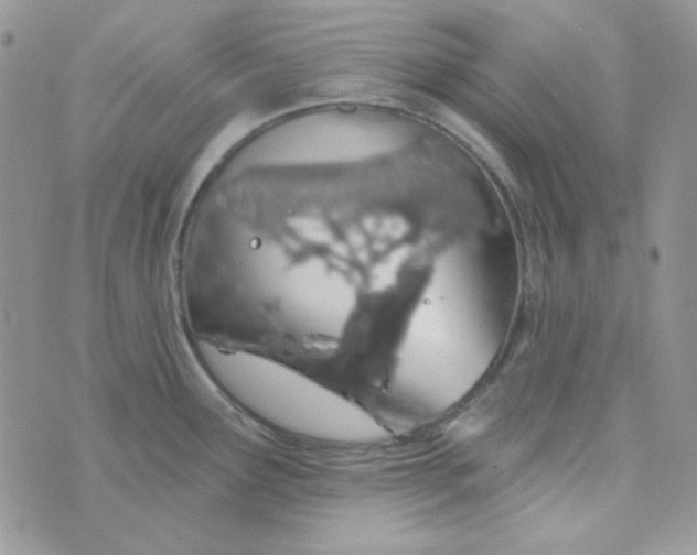 X0000074321291200609152022