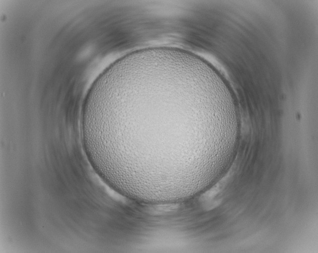 X0000074321294200609152022