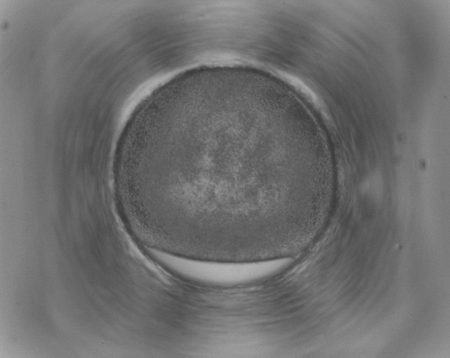 X0000074321327200609152022