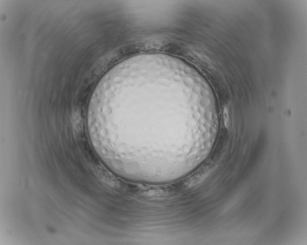 X0000074321395200609152020