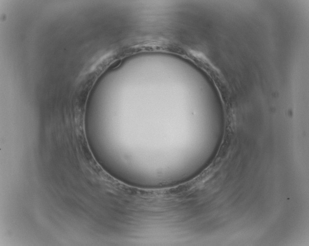 X0000074321399200609152020