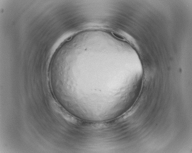 X0000074321435200609152021