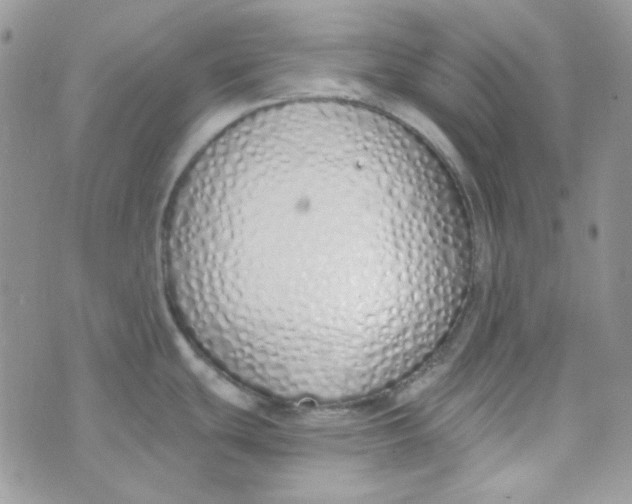 X0000074321439200609152021