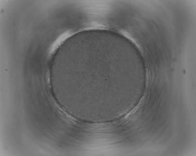 X0000074321455200609152020