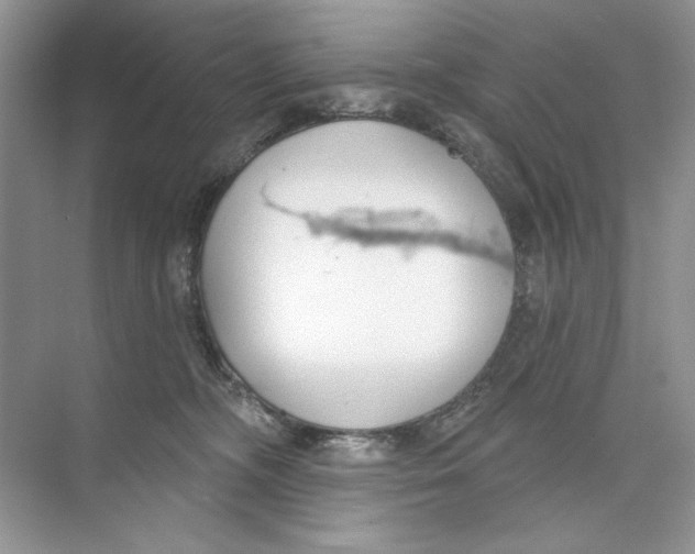 X0000074320326200609230033