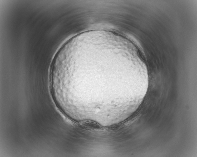 X0000074321103200609230020