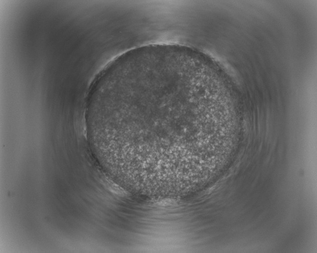 X0000074321262200609230017