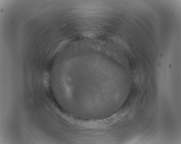 X0000074330036200609011614