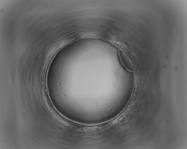 X0000074330049200609011613