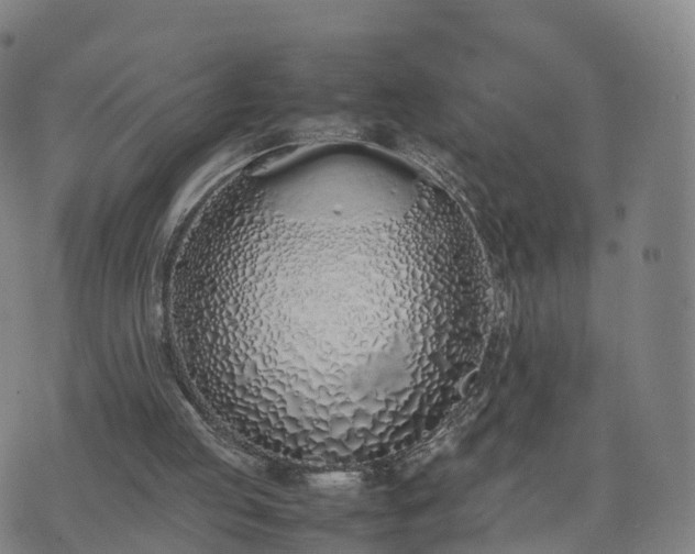 X0000074330053200609011613