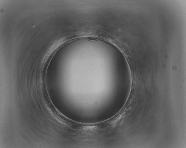 X0000074330055200609011613